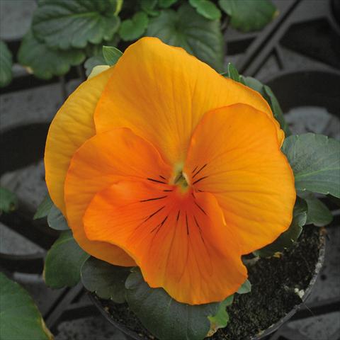 foto van een variëteit aan bloemen, te gebruiken als: Pot - en perkplant Viola wittrockiana Jumbo Arancio