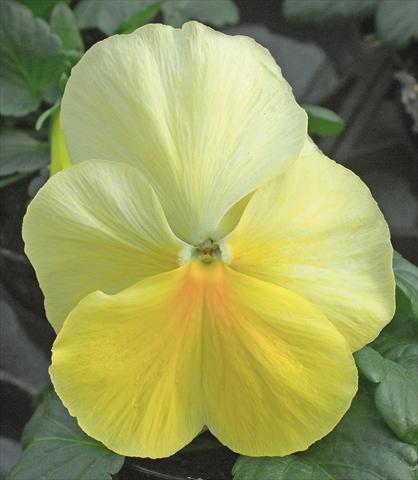 foto van een variëteit aan bloemen, te gebruiken als: Pot - en perkplant Viola wittrockiana Jumbo Crema