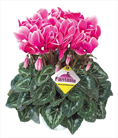 foto van een variëteit aan bloemen, te gebruiken als: Korf / Pot Cyclamen persicum Halios® Fantasia Fuchsia vivo