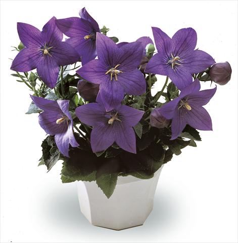 foto van een variëteit aan bloemen, te gebruiken als: Potplant, perkplant, patioplant, korfplant Platycodon Astra Blue