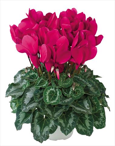 foto van een variëteit aan bloemen, te gebruiken als: Korf / Pot Cyclamen persicum Halios® Grenadine