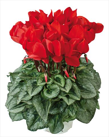 foto van een variëteit aan bloemen, te gebruiken als: Korf / Pot Cyclamen persicum Halios® Rosso Decora