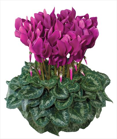 foto van een variëteit aan bloemen, te gebruiken als: Pot - en perkplant Cyclamen persicum midi Latinia Fuchsia chiaro
