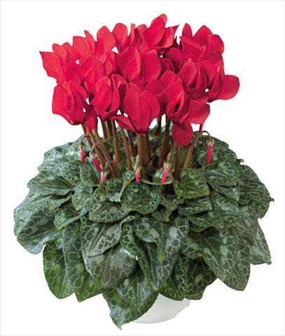 foto van een variëteit aan bloemen, te gebruiken als: Pot - en perkplant Cyclamen persicum midi Latinia Premium Rosso precoce new
