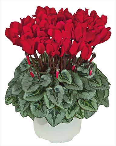 foto van een variëteit aan bloemen, te gebruiken als: Pot Cyclamen persicum mini Metis Rosso scarlatto Decora