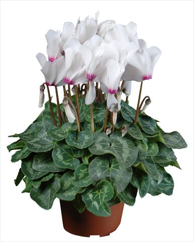 foto van een variëteit aan bloemen, te gebruiken als: Pot Cyclamen persicum mini Super Serie®s Allure F1 Bianco con occhio
