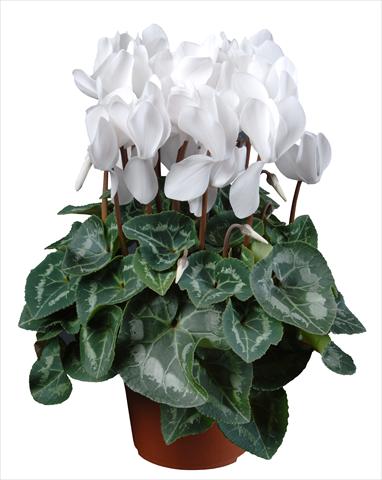 foto van een variëteit aan bloemen, te gebruiken als: Pot Cyclamen persicum mini Super Serie®s Allure F1 Bianco