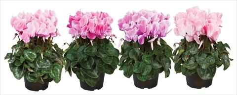 foto van een variëteit aan bloemen, te gebruiken als: Pot Cyclamen persicum mini Super Serie®s Allure F1 fiammato mix