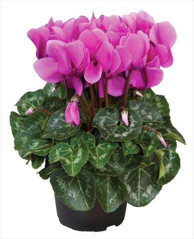 foto van een variëteit aan bloemen, te gebruiken als: Pot Cyclamen persicum mini Super Serie®s Allure F1 Lilla