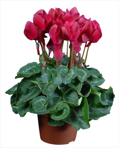 foto van een variëteit aan bloemen, te gebruiken als: Pot Cyclamen persicum mini Super Serie®s Allure F1 Magenta