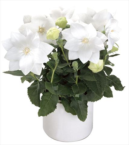 foto van een variëteit aan bloemen, te gebruiken als: Pot Platycodon Astra White Semi-double