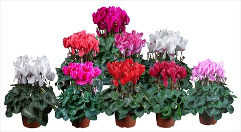 foto van een variëteit aan bloemen, te gebruiken als: Pot Cyclamen persicum mini Super Serie®s Allure F1 Mix