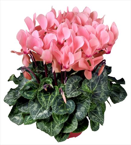foto van een variëteit aan bloemen, te gebruiken als: Pot Cyclamen persicum mini Super Serie®s Allure F1 Rosa chiaro
