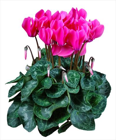 foto van een variëteit aan bloemen, te gebruiken als: Pot Cyclamen persicum mini Super Serie®s Allure F1 Rosa
