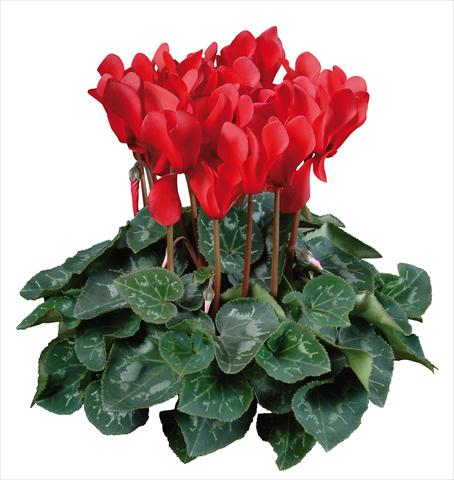 foto van een variëteit aan bloemen, te gebruiken als: Pot Cyclamen persicum mini Super Serie®s Allure F1 Rosso