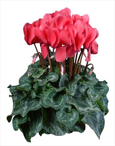 foto van een variëteit aan bloemen, te gebruiken als: Pot Cyclamen persicum mini Super Serie®s Allure F1 Salmone