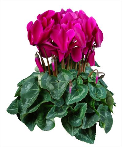 foto van een variëteit aan bloemen, te gebruiken als: Pot Cyclamen persicum mini Super Serie®s Allure F1 Violetto