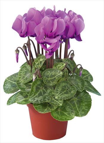 foto van een variëteit aan bloemen, te gebruiken als: Pot Cyclamen persicum mini Super Serie®s Compact F1 Lilla imp
