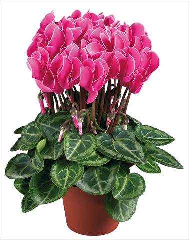 foto van een variëteit aan bloemen, te gebruiken als: Pot Cyclamen persicum mini Super Serie®s Compact F1 Porpora con bordo bianco imp