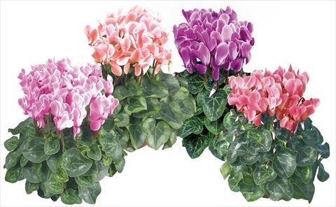 foto van een variëteit aan bloemen, te gebruiken als: Pot - en perkplant Cyclamen persicum midi Super Serie®s Macro Pastel F1 fiammato mix imp