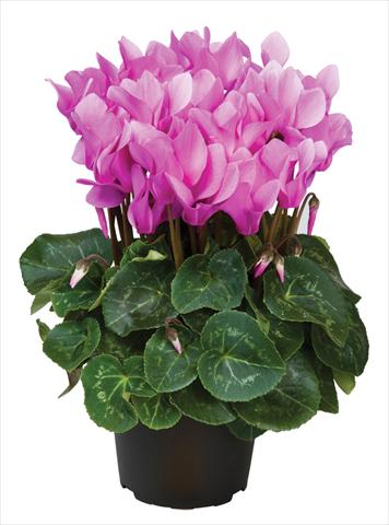 foto van een variëteit aan bloemen, te gebruiken als: Pot - en perkplant Cyclamen persicum midi Super Serie®s Macro Pastel F1 Lilla