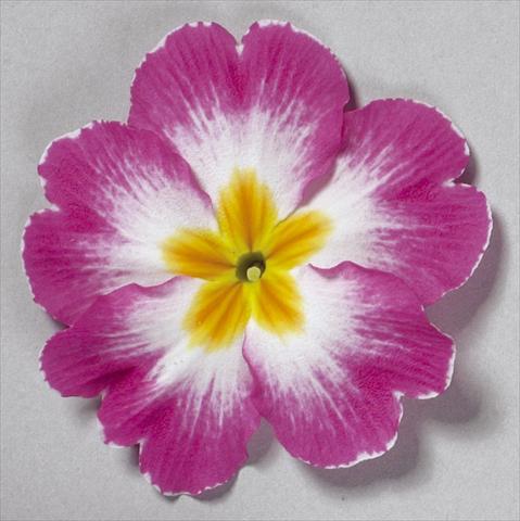 foto van een variëteit aan bloemen, te gebruiken als: Pot - en perkplant Primula acaulis, veris, vulgaris Danova Bicolour Rose White