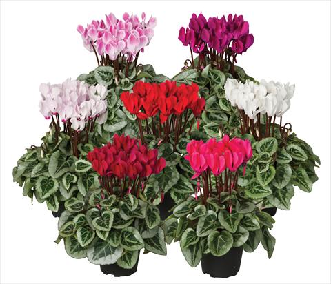 foto van een variëteit aan bloemen, te gebruiken als: Pot Cyclamen persicum mini Super Serie®s Picasso Veranda sel mix
