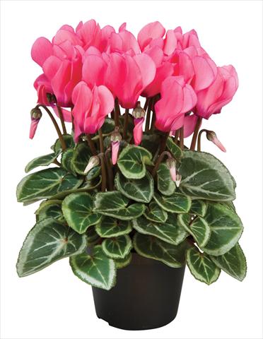 foto van een variëteit aan bloemen, te gebruiken als: Korf / Pot Cyclamen persicum Super Serie® Da Vinci® F1 Dark Salmon Pink