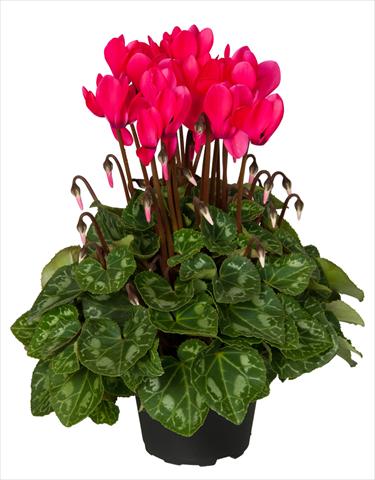 foto van een variëteit aan bloemen, te gebruiken als: Korf / Pot Cyclamen persicum Super Serie® Mini Winter™ F1 Deep Neon Pink