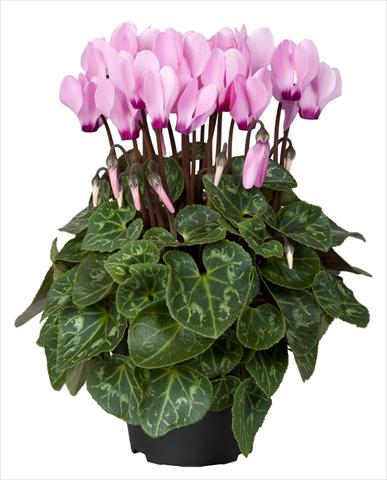 foto van een variëteit aan bloemen, te gebruiken als: Korf / Pot Cyclamen persicum Super Serie® Mini Winter™ F1 Pink with Eye