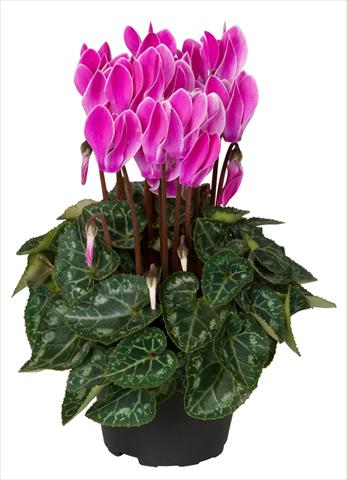 foto van een variëteit aan bloemen, te gebruiken als: Korf / Pot Cyclamen persicum Super Serie® Verano® F1 Violet Flamed