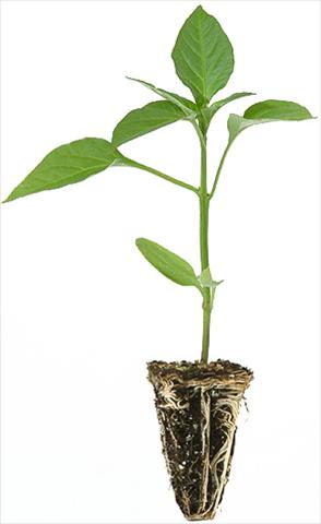 foto van een variëteit aan bloemen, te gebruiken als: Pot - en perkplant Capsicum annuum Peperone 1696