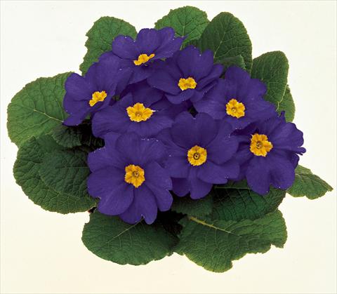 foto van een variëteit aan bloemen, te gebruiken als: Pot - en perkplant Primula acaulis, veris, vulgaris Danova Blue