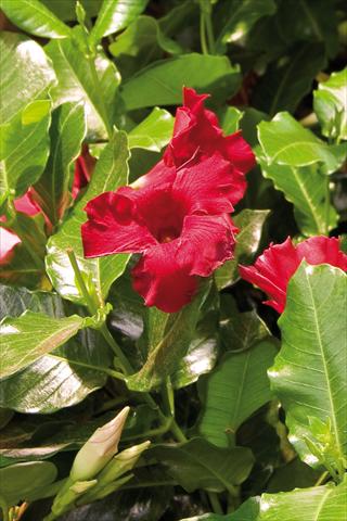 foto van een variëteit aan bloemen, te gebruiken als: Patioplant, potplant Dipladenia (Mandevilla) Diamantina Colibri Red Velvet