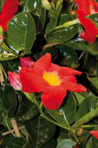 foto van een variëteit aan bloemen, te gebruiken als: Patioplant, potplant Dipladenia (Mandevilla) Diamantina Robin Red with Yellow eye 502