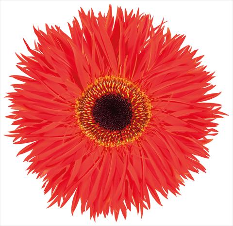 foto van een variëteit aan bloemen, te gebruiken als: Snijbloemen Gerbera jamesonii Red Trip