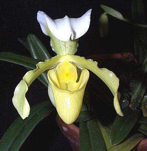foto van een variëteit aan bloemen, te gebruiken als: Pot Paphiopedilum Paphiopedilum hybrido
