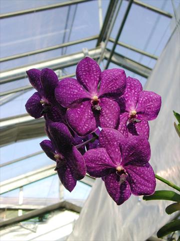 foto van een variëteit aan bloemen, te gebruiken als: Pot Phalaenopsis Vanda