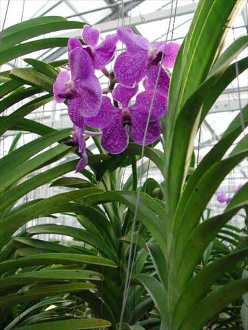 foto van een variëteit aan bloemen, te gebruiken als: Pot Phalaenopsis Vanda