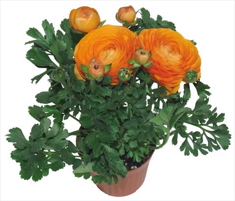 foto van een variëteit aan bloemen, te gebruiken als: Pot - en perkplant Ranunculus asiaticus Millepetali® Arancio