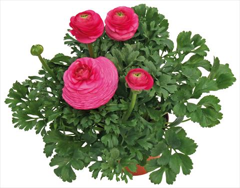 foto van een variëteit aan bloemen, te gebruiken als: Pot - en perkplant Ranunculus asiaticus Millepetali® Rosa