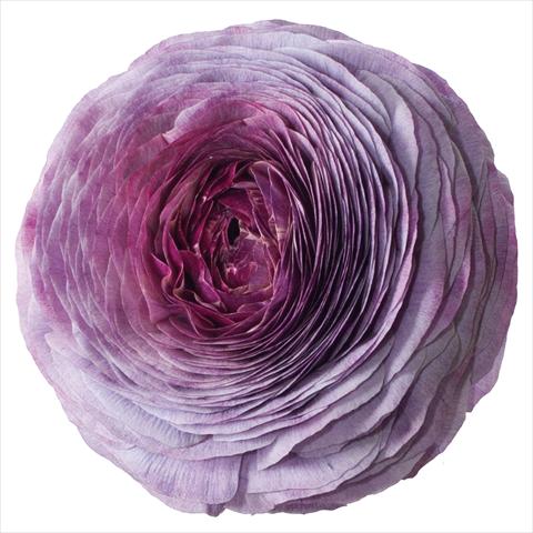 foto van een variëteit aan bloemen, te gebruiken als:  Ranunculus asiaticus Success® Magic