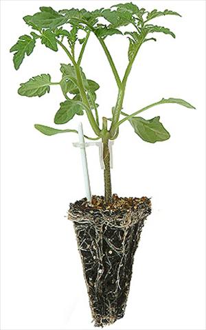 foto van een variëteit aan bloemen, te gebruiken als: Potplant, perkplant, patioplant Solanum lycopersicum (pomodoro) Pomodoro 1736