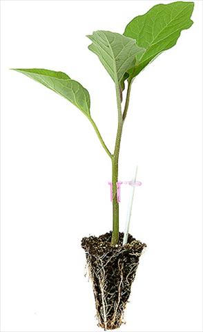 foto van een variëteit aan bloemen, te gebruiken als: Potplant, perkplant, patioplant Solanum melongena (melanzana) Melanzana 1718