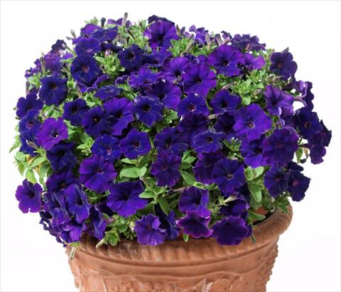 foto van een variëteit aan bloemen, te gebruiken als: Potplant, perkplant, patioplant, korfplant Petunia multiflora Baby Gioconda Blue