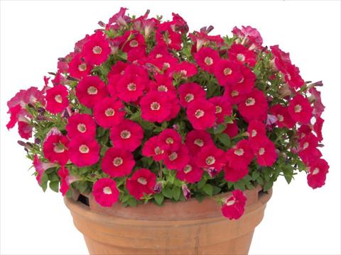 foto van een variëteit aan bloemen, te gebruiken als: Potplant, perkplant, patioplant, korfplant Petunia multiflora Baby Gioconda Deep Rose