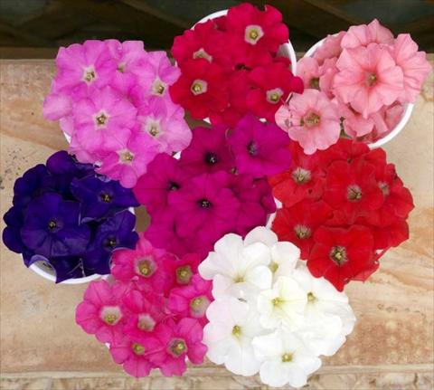 foto van een variëteit aan bloemen, te gebruiken als: Potplant, perkplant, patioplant, korfplant Petunia multiflora Baby Gioconda Mixed