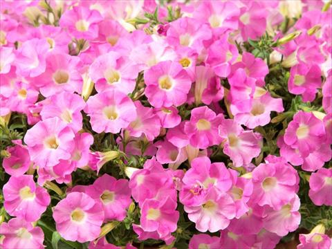 foto van een variëteit aan bloemen, te gebruiken als: Potplant, perkplant, patioplant, korfplant Petunia multiflora Baby Gioconda Pale Rose