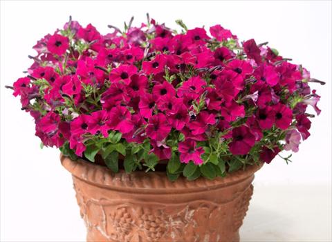 foto van een variëteit aan bloemen, te gebruiken als: Perkplant, potplant of korfplant Petunia hybrida Baby Gioconda Purple