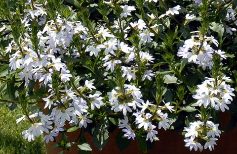 foto van een variëteit aan bloemen, te gebruiken als: Perkplant, potplant of korfplant Scaevola aemula White Fan